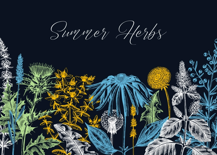 Vector herbs, flowers, weeds, meadows background. Aromatic plants vintage banner. Medicinal herb sketches. Botanical design for cosmetics, perfumery, packaging. Herbal tea ingredients on chalkboard